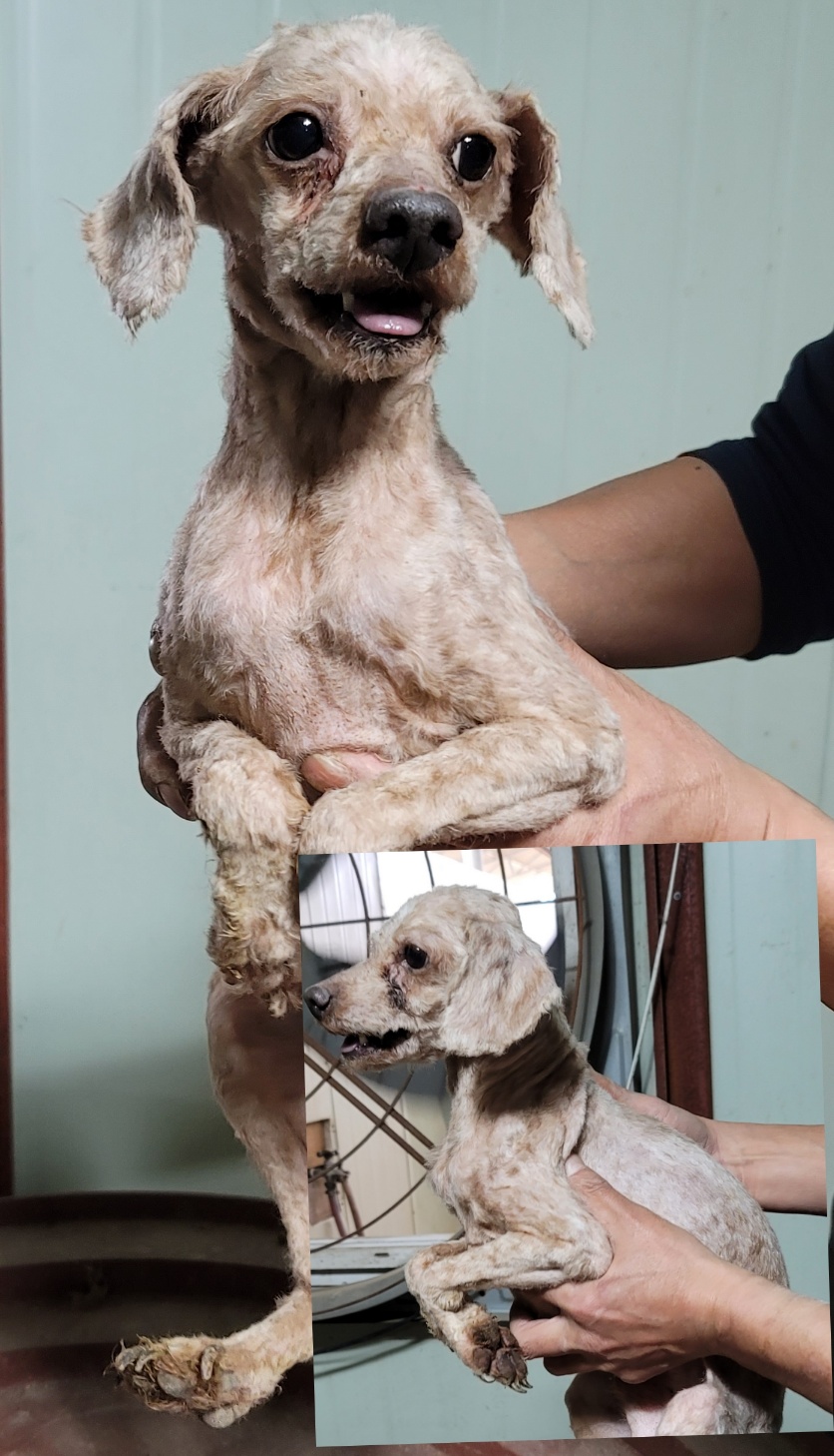 푸들 이미지 파일 입니다.